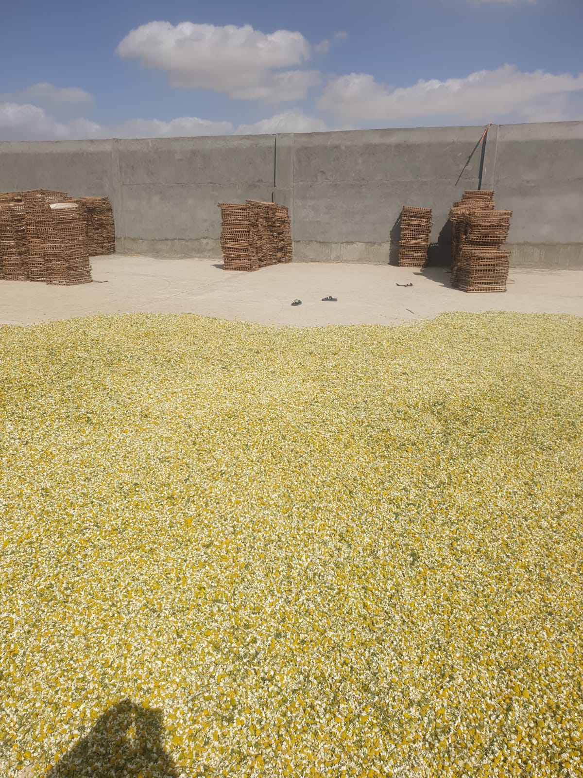 showing our real work